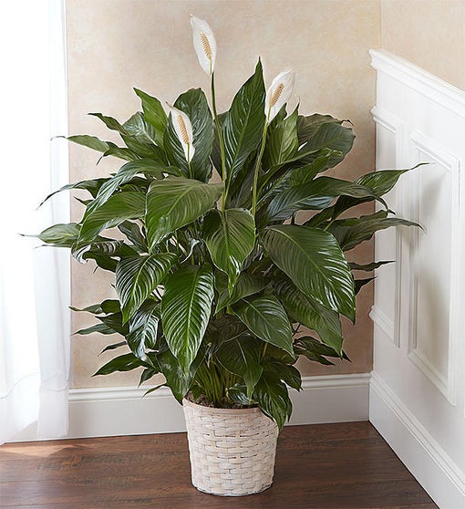 Peace Lily | Jayla's Flowers & Gifts