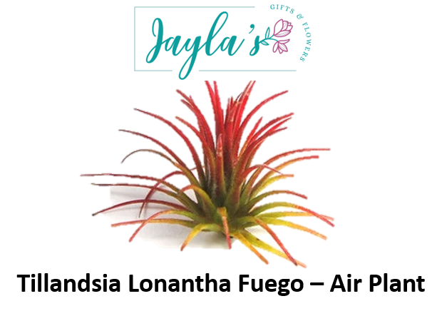 Tillandsia Lonantha Fuego – Air Plant - Jaylas Flowers Nappanee Indiana
