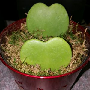 Double Heart Hoya Plant