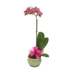 Opulent Single Stem Orchid