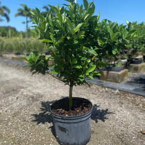 Gardenia Grafted Miami Supreme Standard