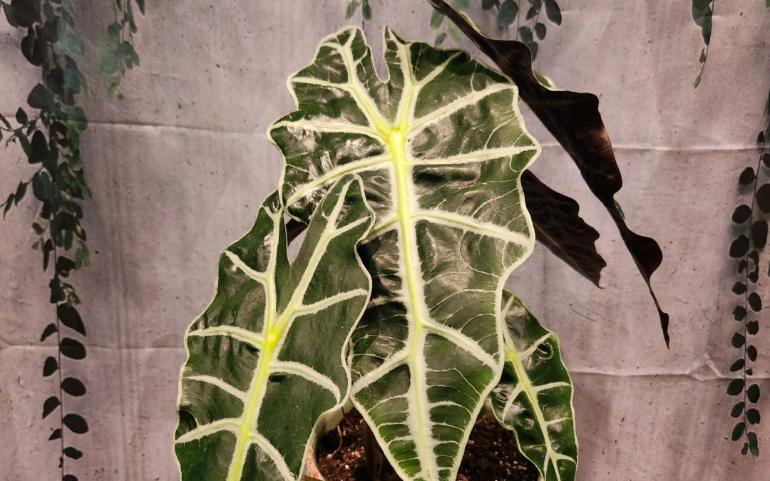 How to care for “Polly” the African Mask Alocasia Plant