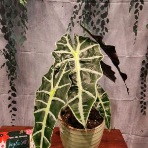 African Mask Alocasia Plant for Sale