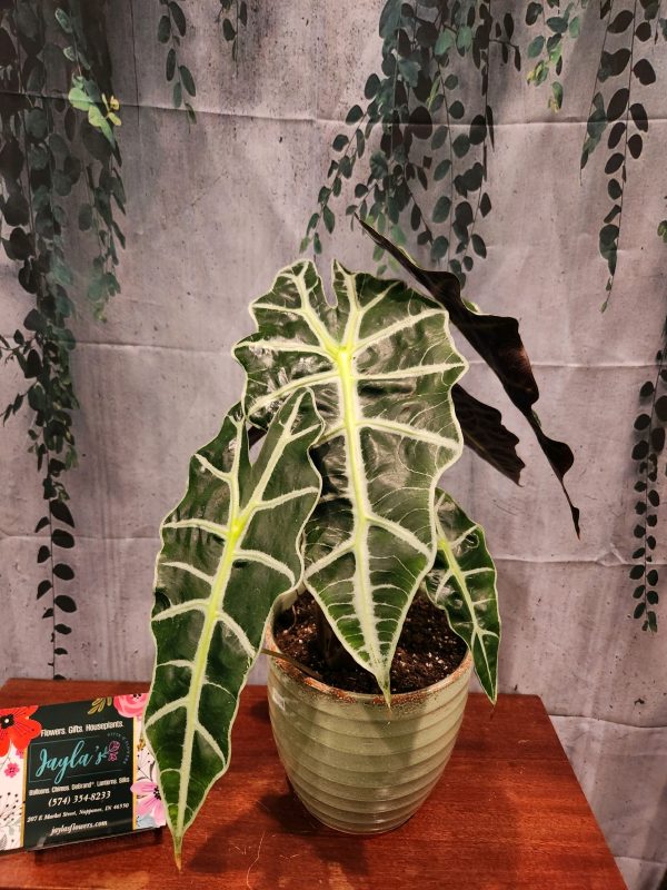 African Mask Alocasia Plant for Sale