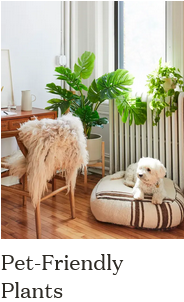 Pet Friendly Plants - non toxic and safe for kids dogs cats