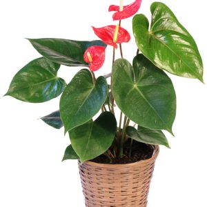 ANTHURIUM HOUSE PLANT