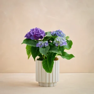 Mother's Hydrangea Dreams